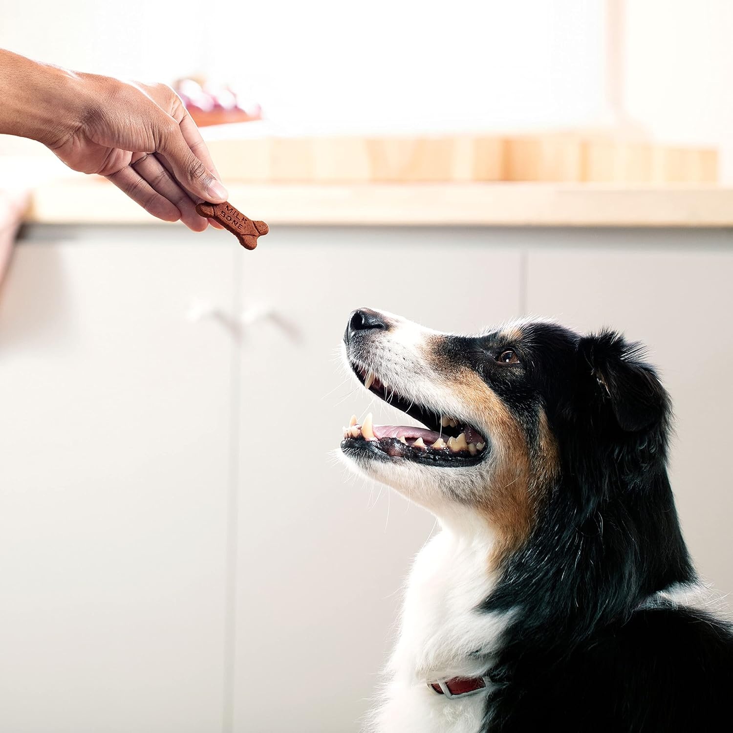 image:imageMilkBone Soft amp Chewy Dog Treats with Real Beef amp Filet Mignon 10 Pouches 56oz pouches tender tempting dog treats easy to chew for dogs of all ages and sizesBundle Beef Bacon